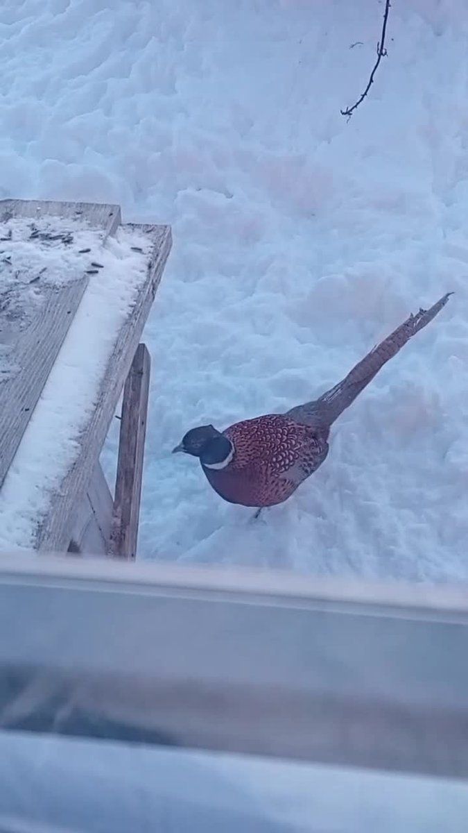 gbif image for Phasianus colchicus