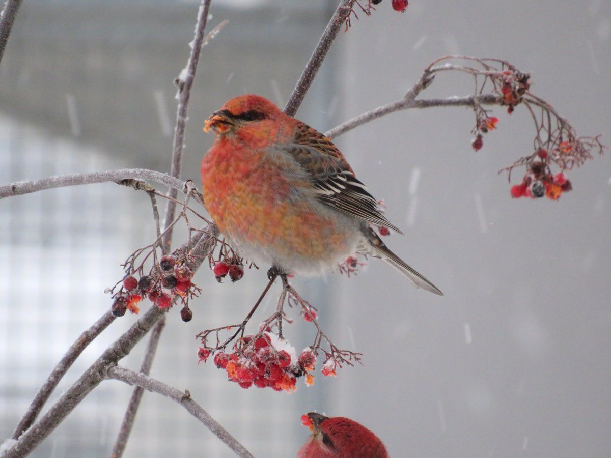 gbif image for Pinicola enucleator