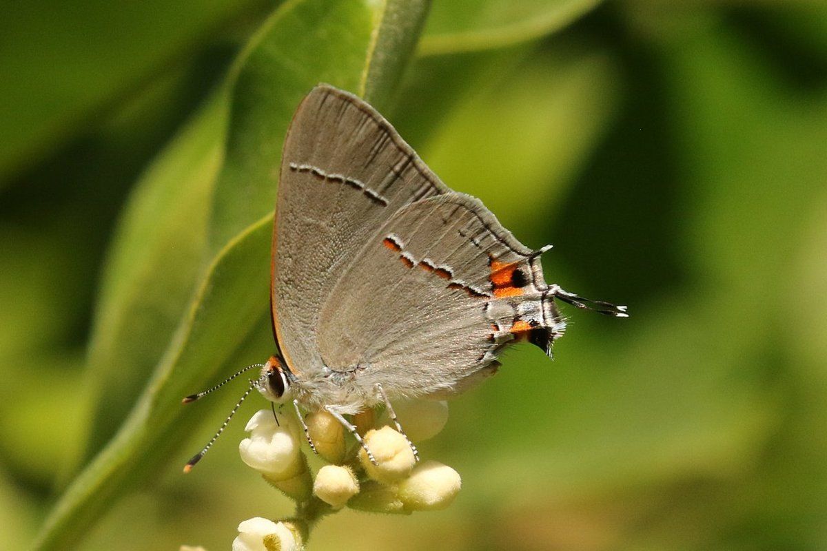 gbif image for Strymon melinus