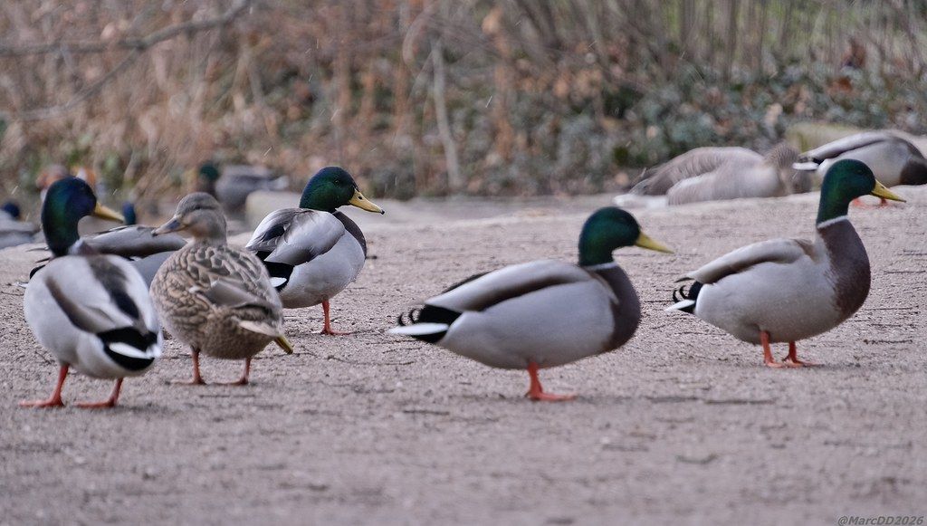 gbif image for Anas platyrhynchos