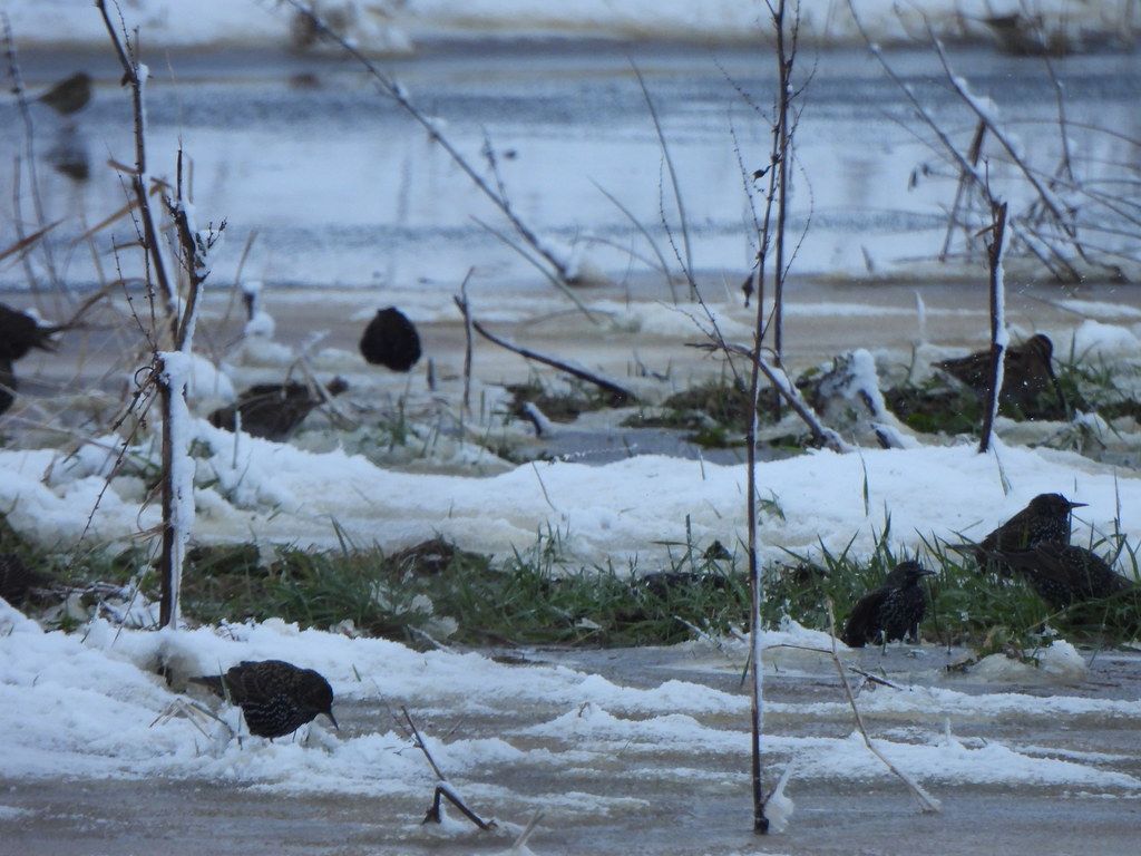 gbif image for Sturnus vulgaris