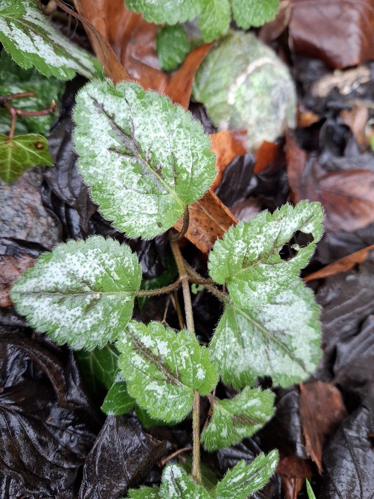 gbif image for Lamiaceae