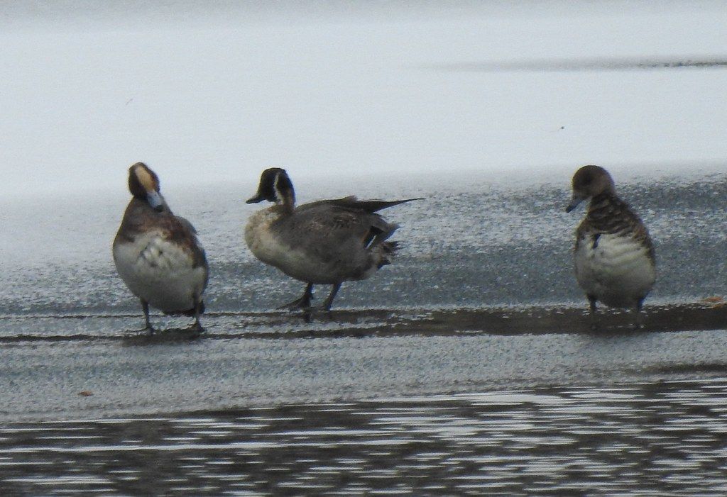 gbif image for Anas acuta