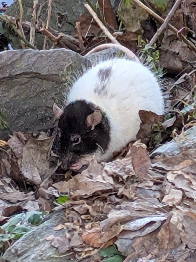 gbif image for Rattus norvegicus