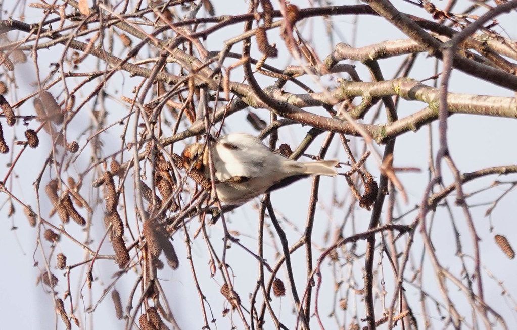 gbif image for Carduelis flammea