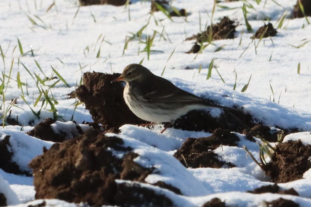 gbif image for Anthus spinoletta