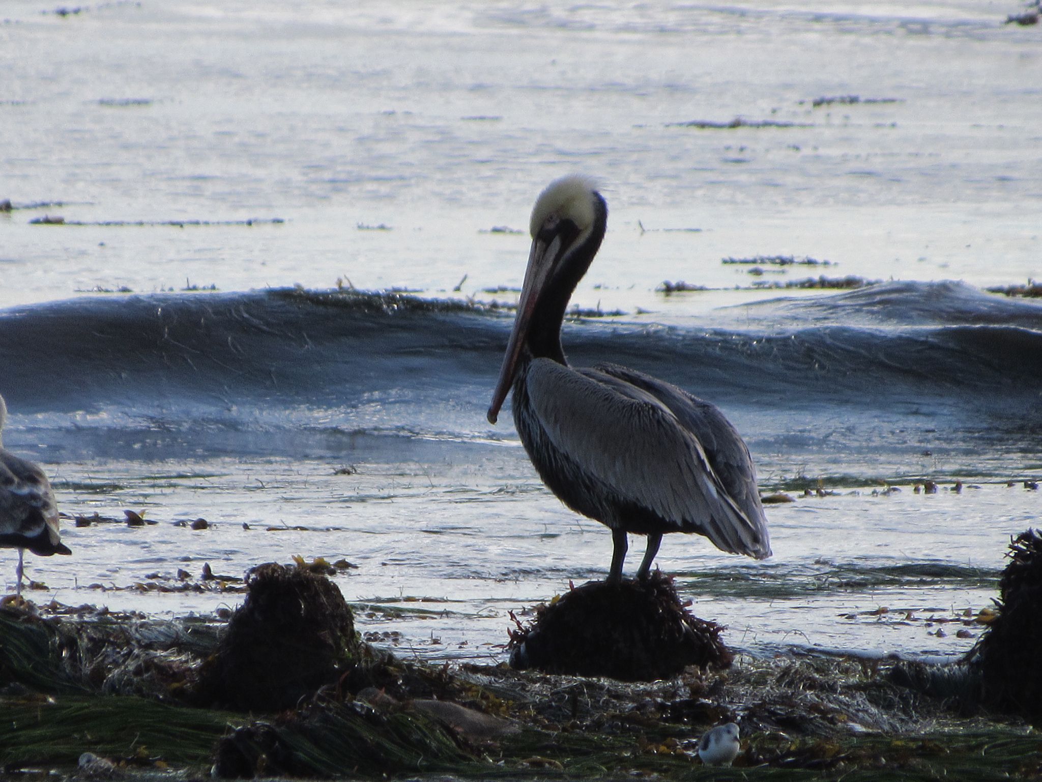 gbif image for Pelecanus occidentalis