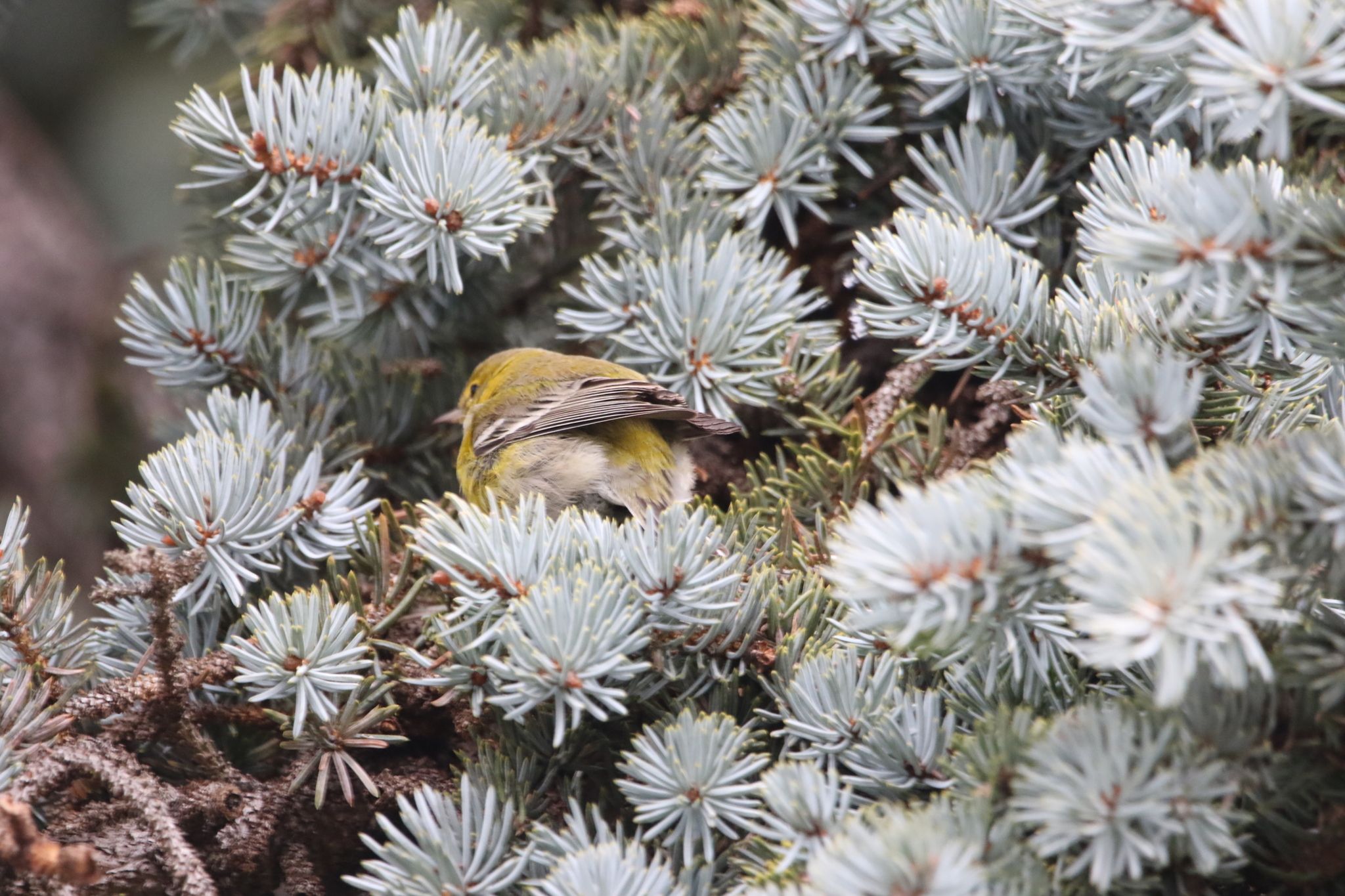 gbif image for Dendroica pinus