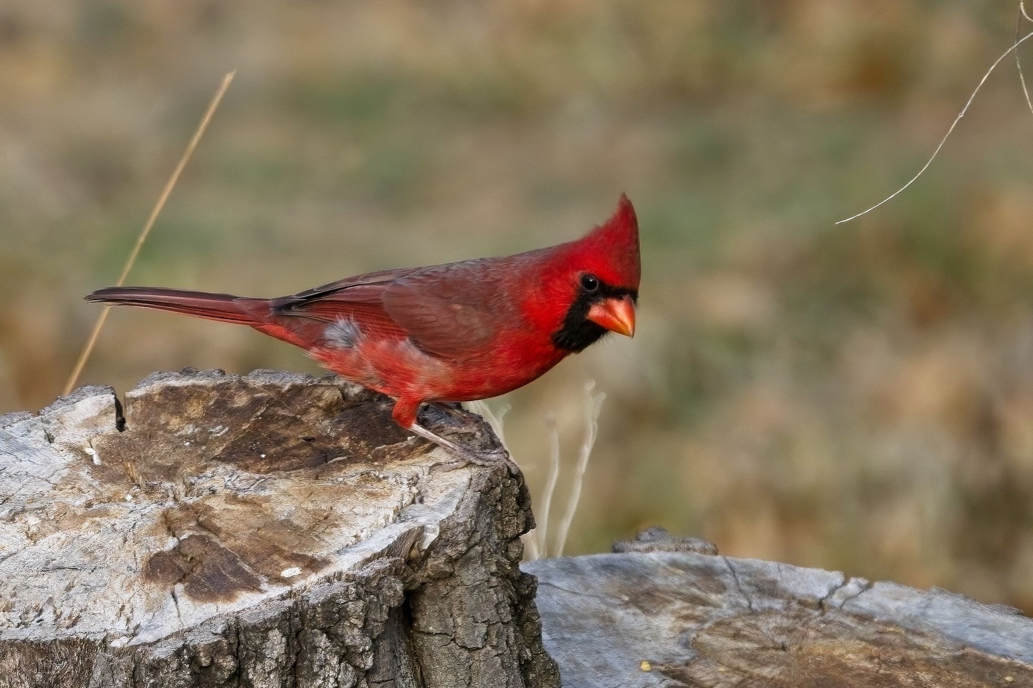 gbif image for Cardinalis cardinalis