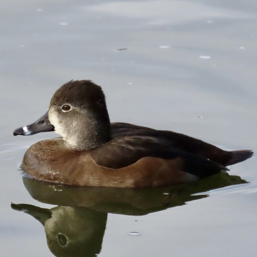 gbif image for Aythya collaris