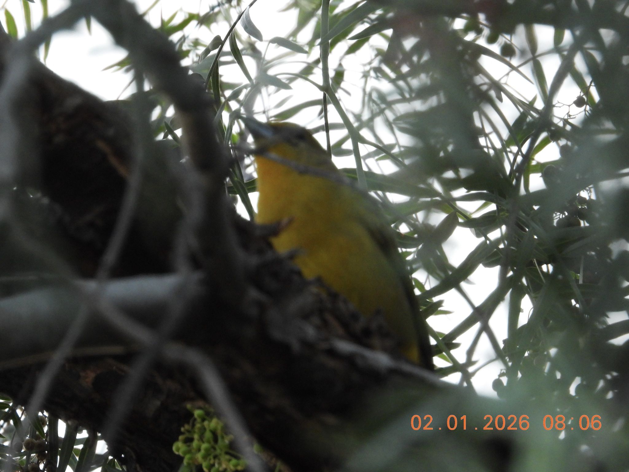 gbif image for Piranga flava