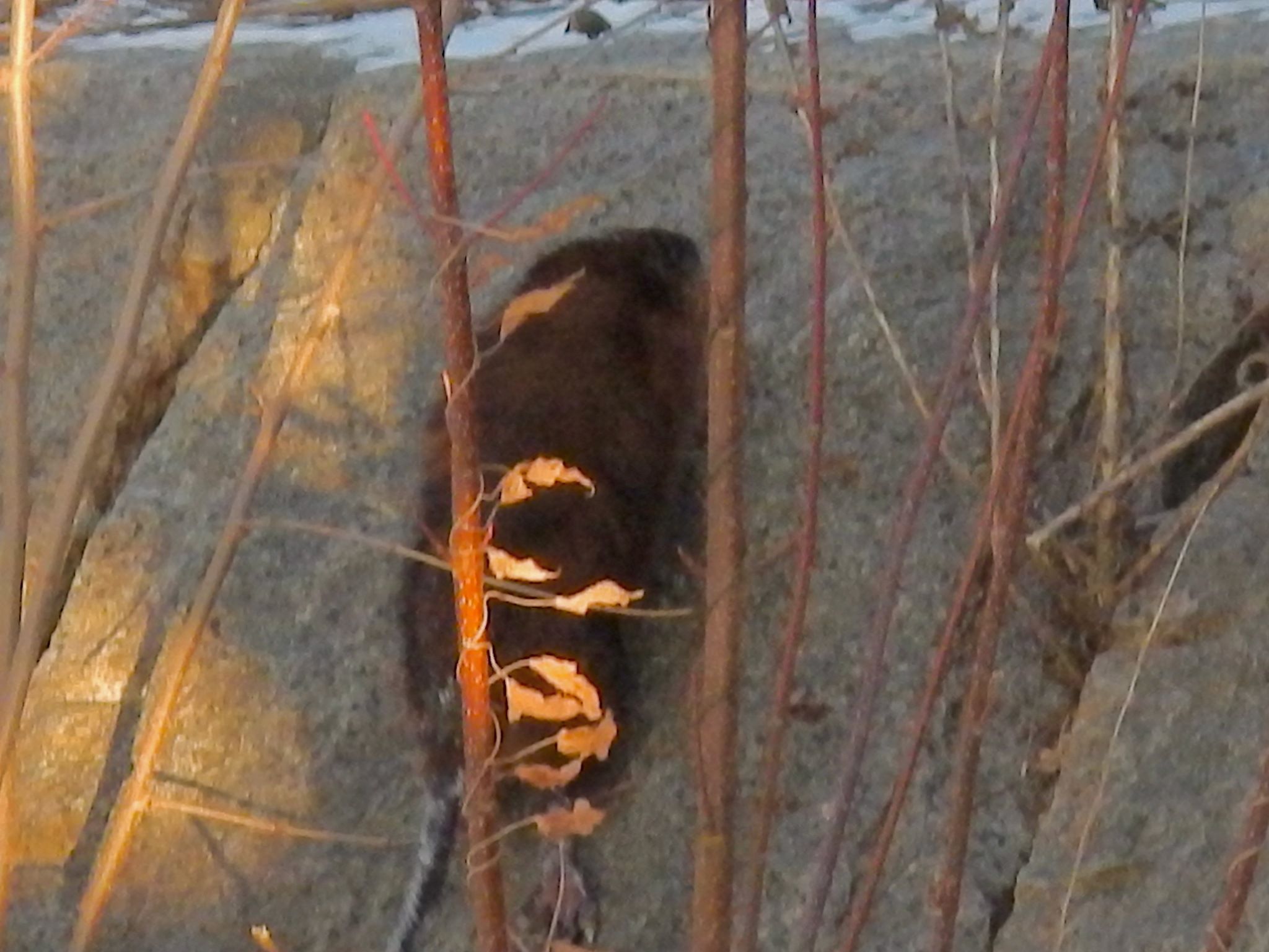 gbif image for Ondatra zibethicus