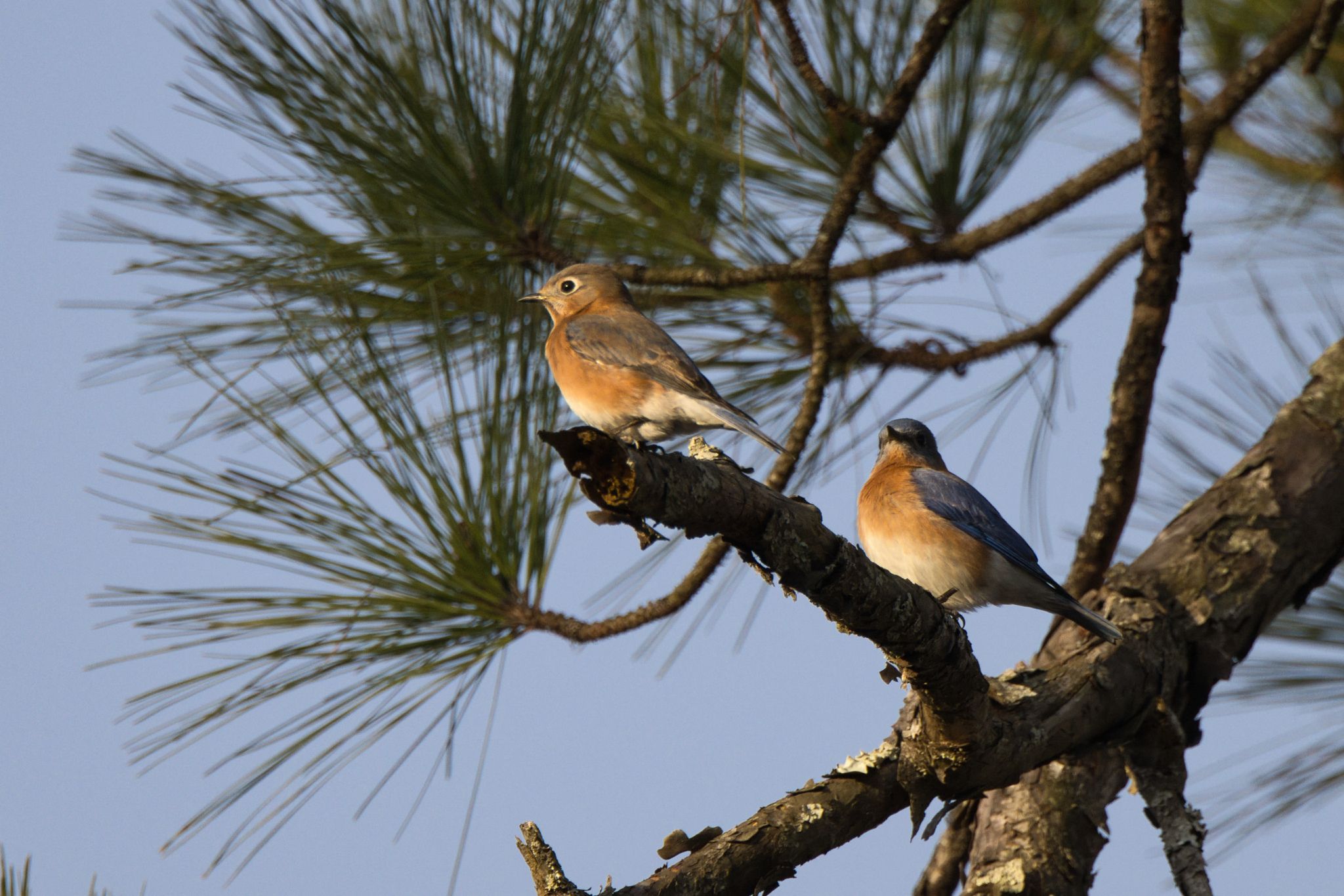 gbif image for Sialia sialis