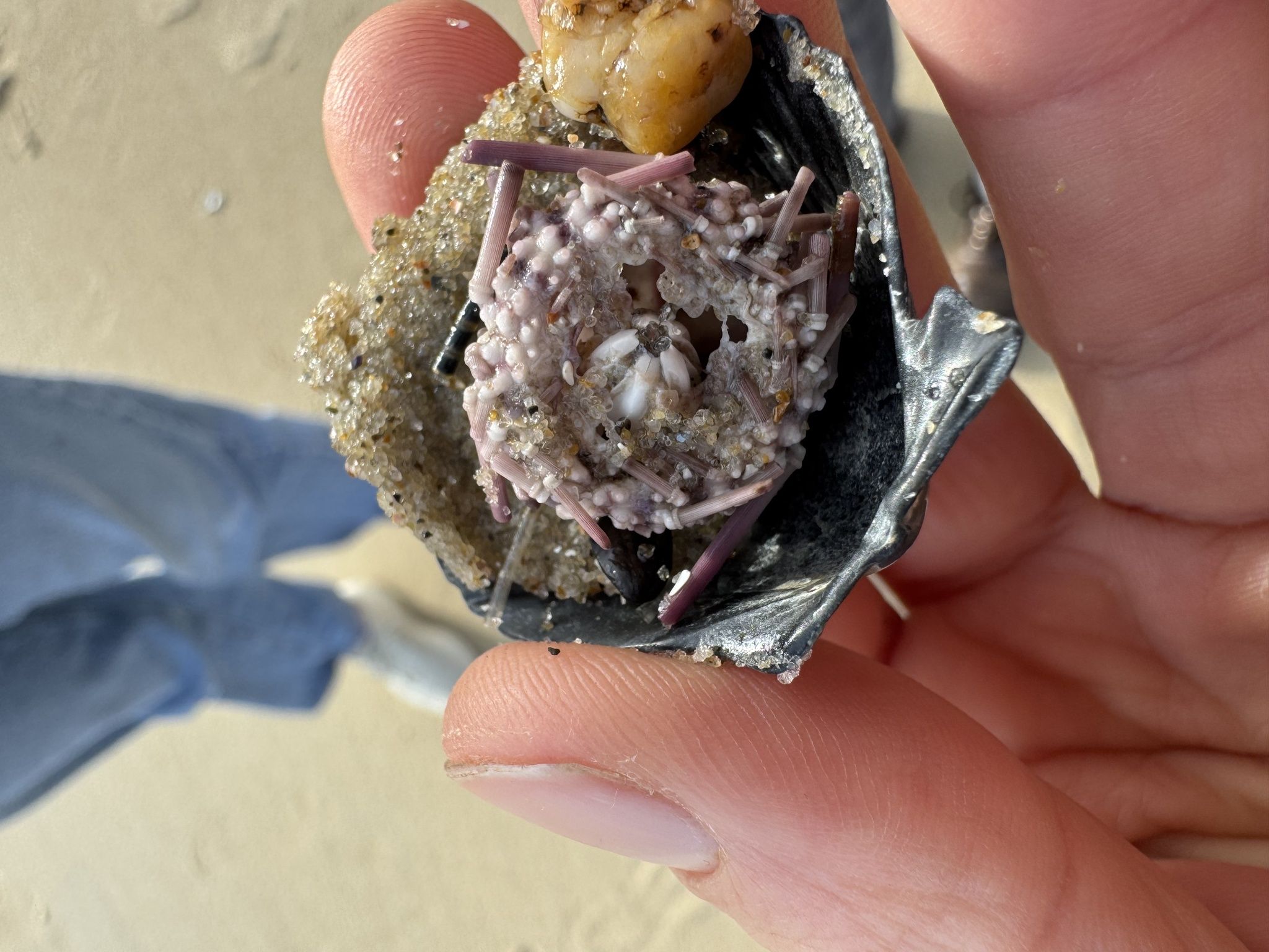 gbif image for Arbacia punctulata