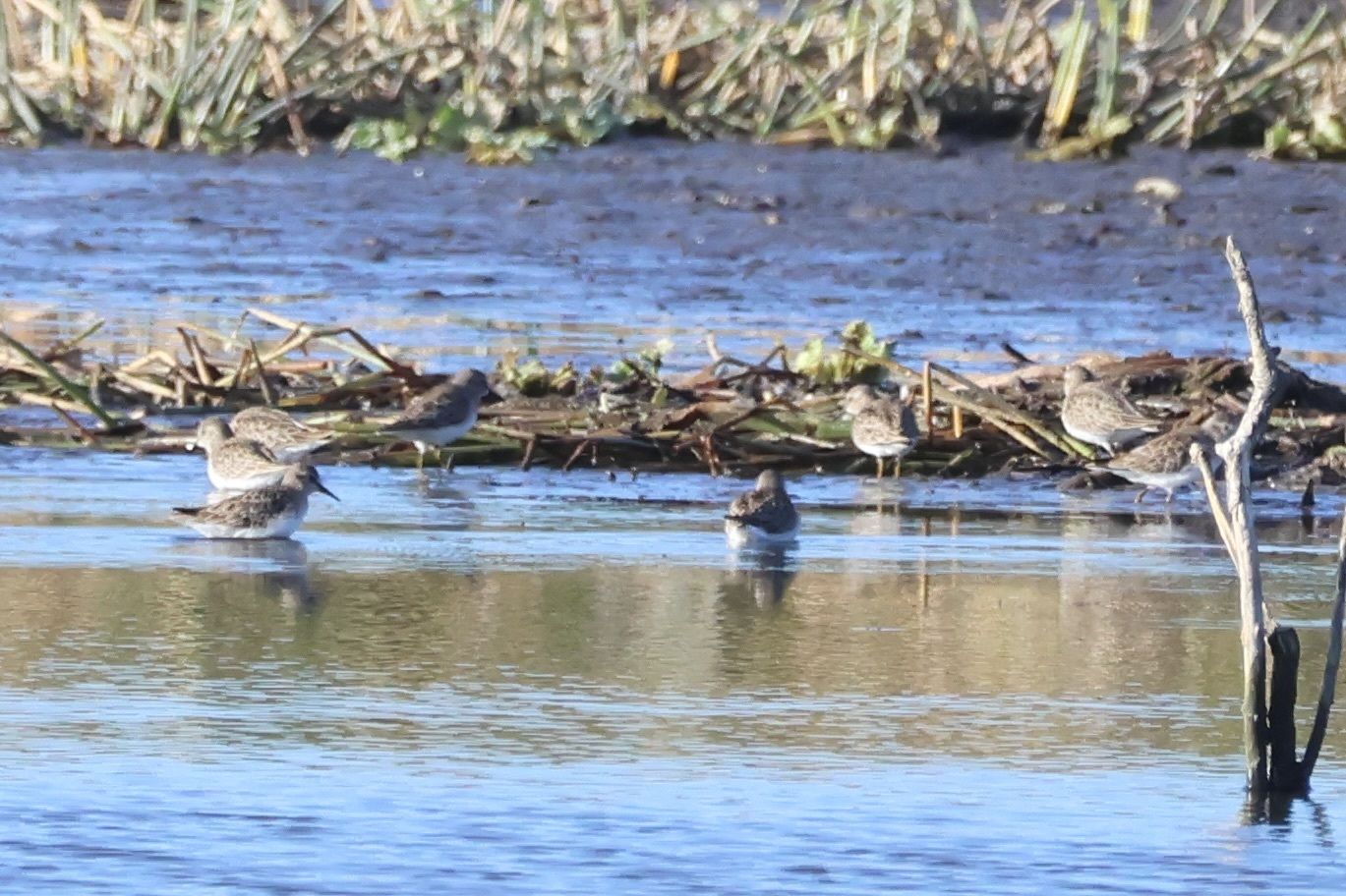 gbif image for Calidris minutilla