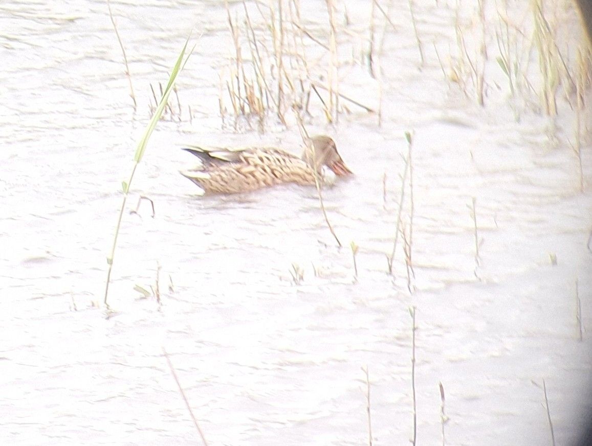 gbif image for Anas clypeata