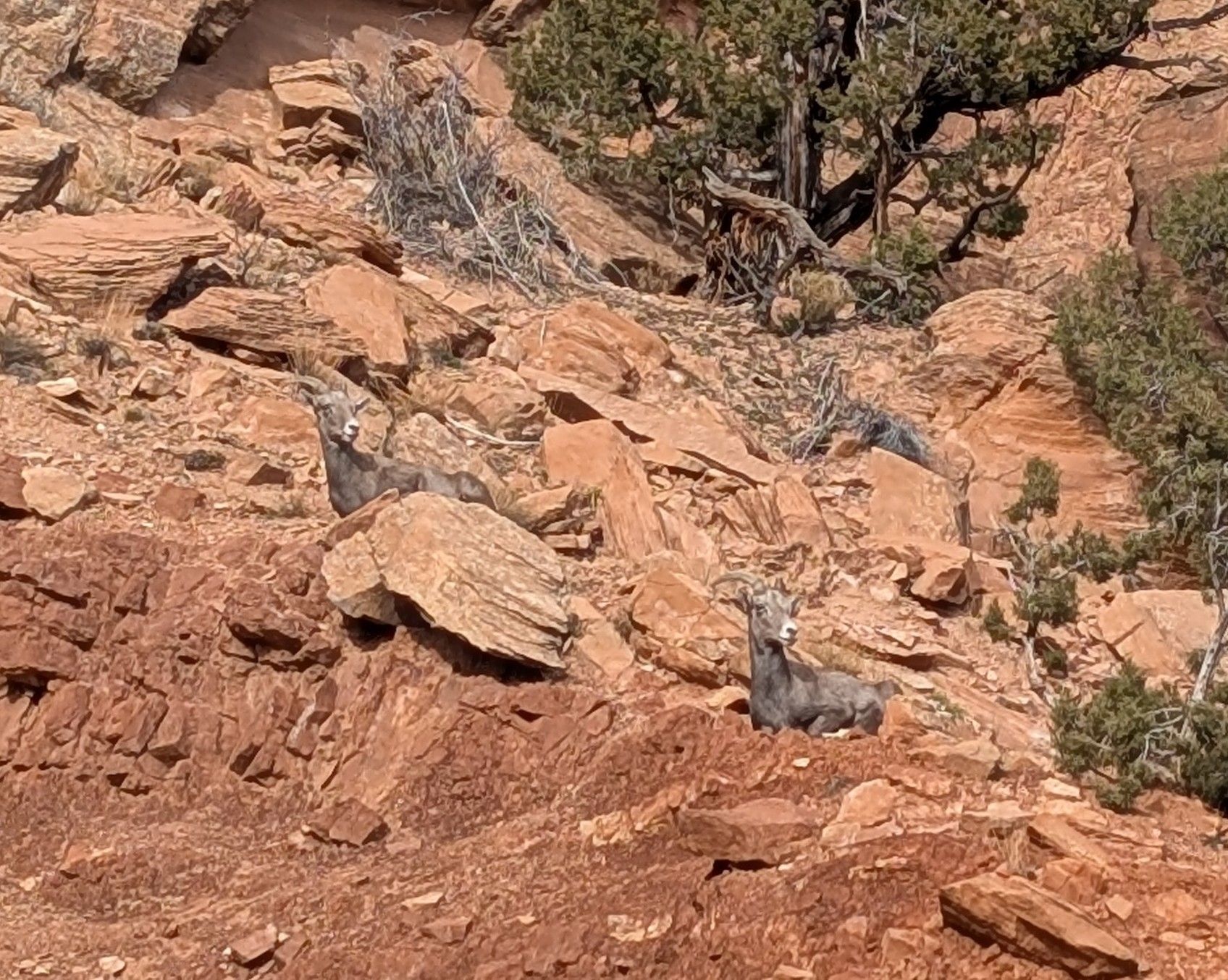 gbif image for Ovis canadensis