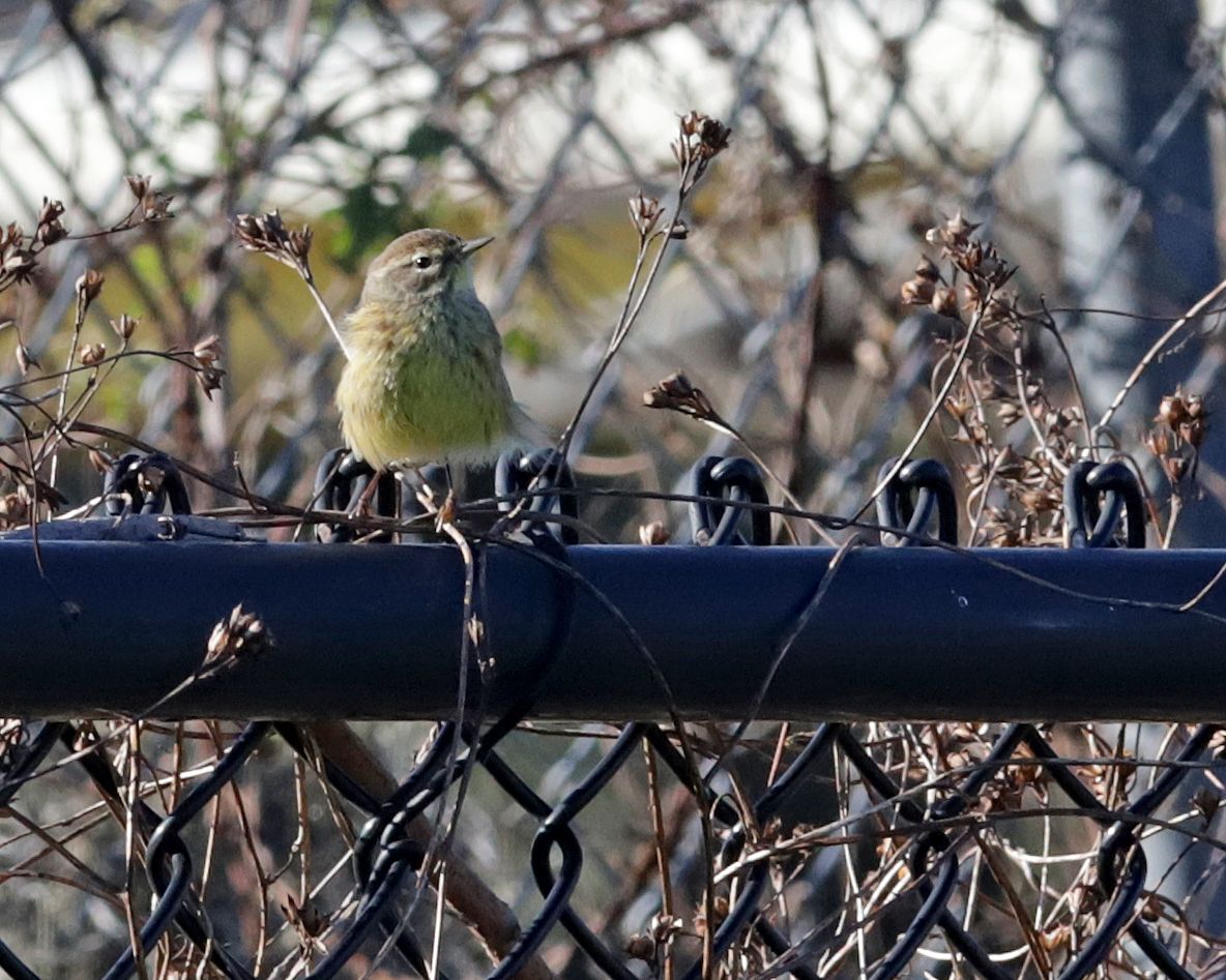 gbif image for Dendroica palmarum