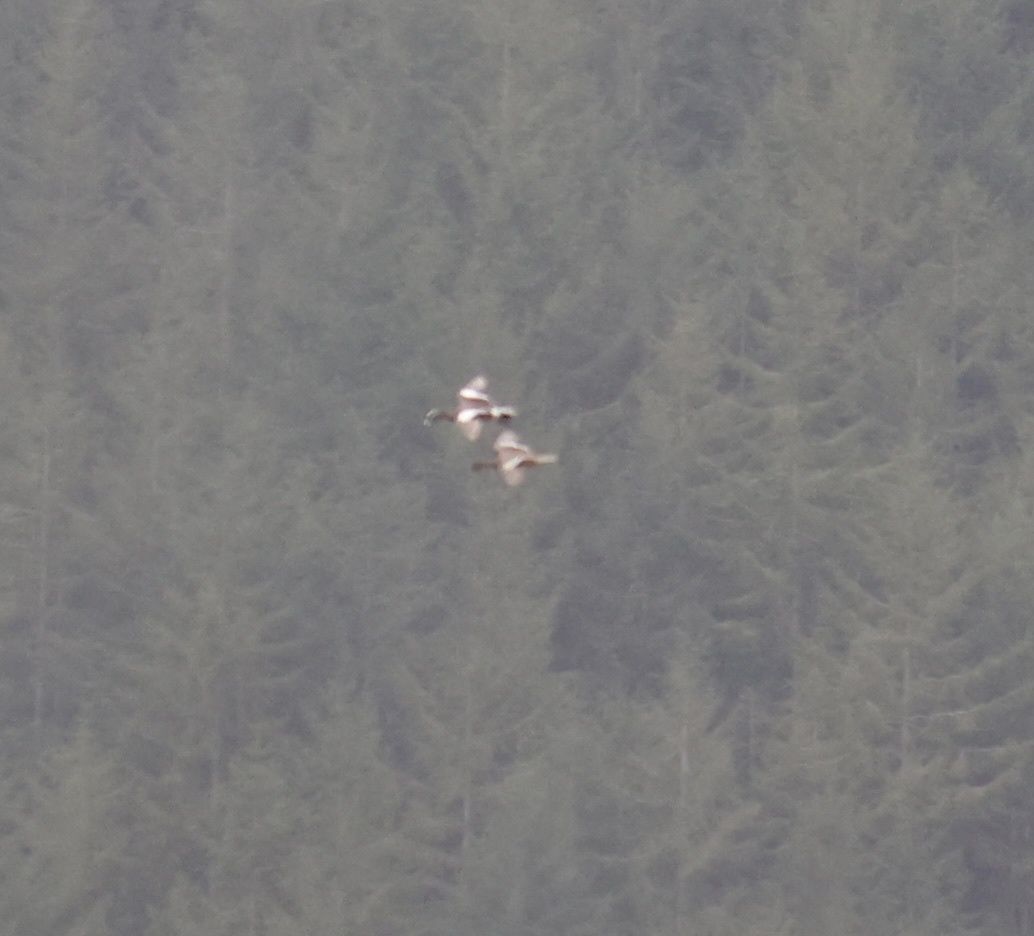 gbif image for Anas americana