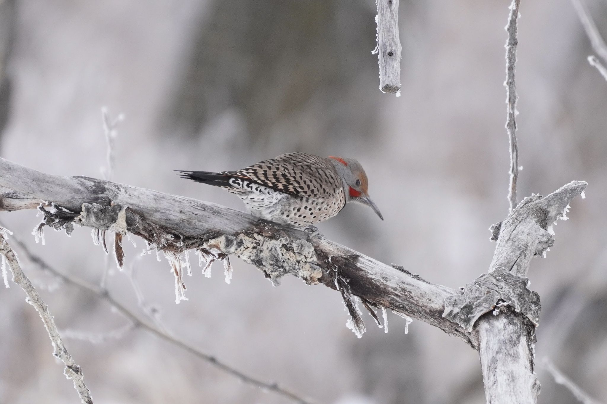 gbif image for Colaptes auratus