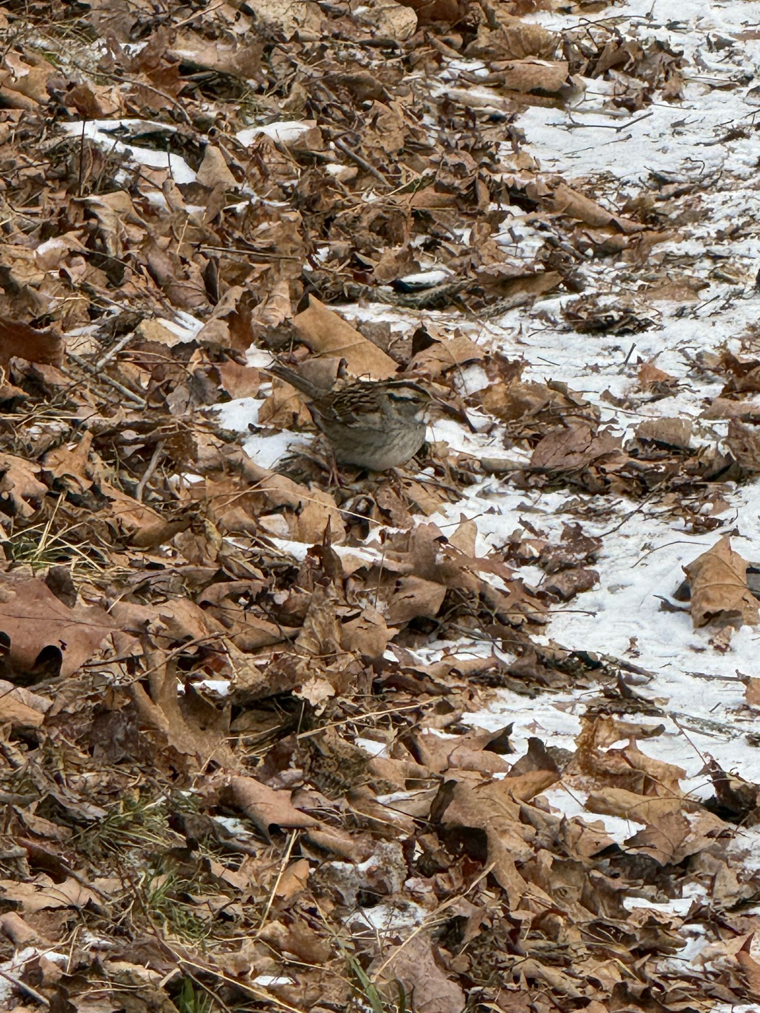 gbif image for Zonotrichia albicollis