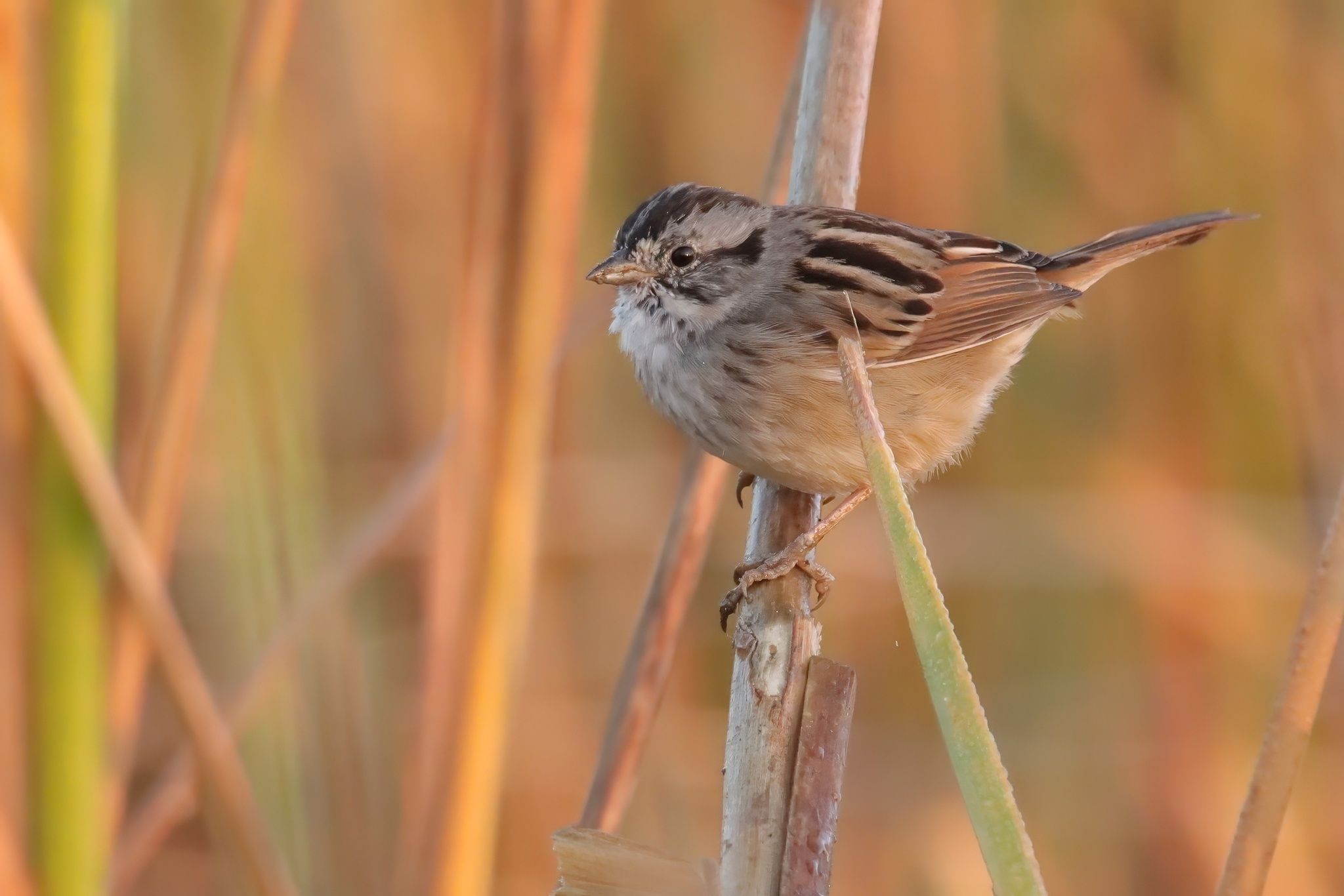 gbif image for Melospiza georgiana