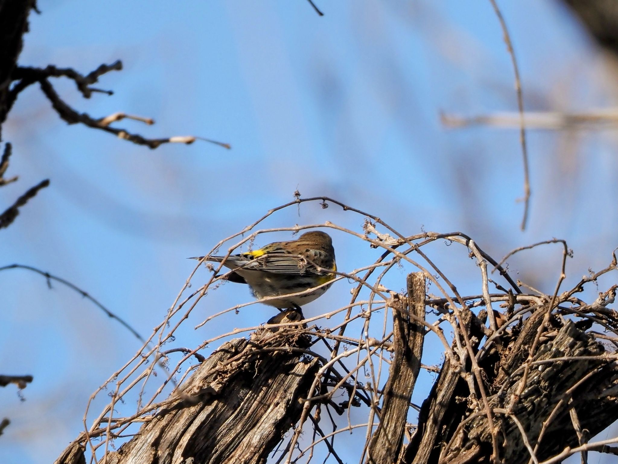 gbif image for Dendroica coronata