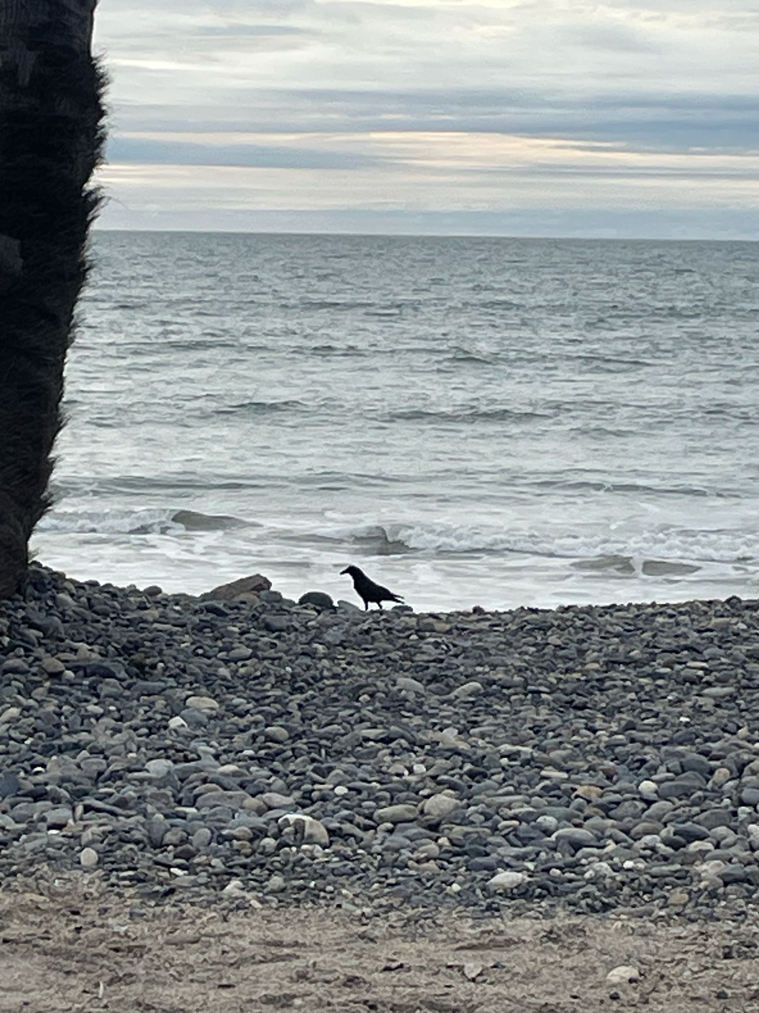 gbif image for Corvus brachyrhynchos