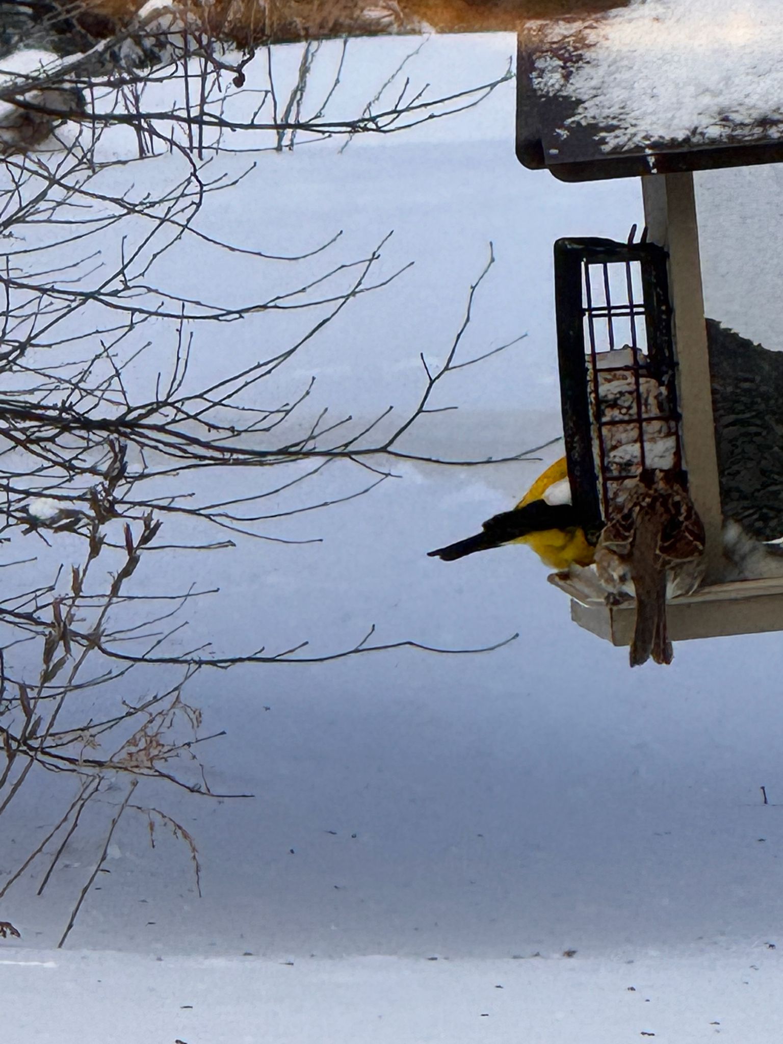 gbif image for Hesperiphona vespertina