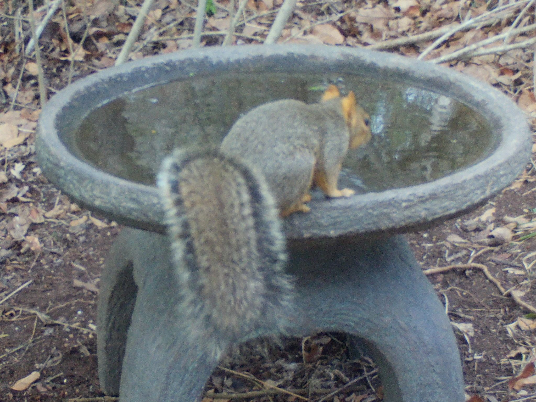 gbif image for Sciurus niger