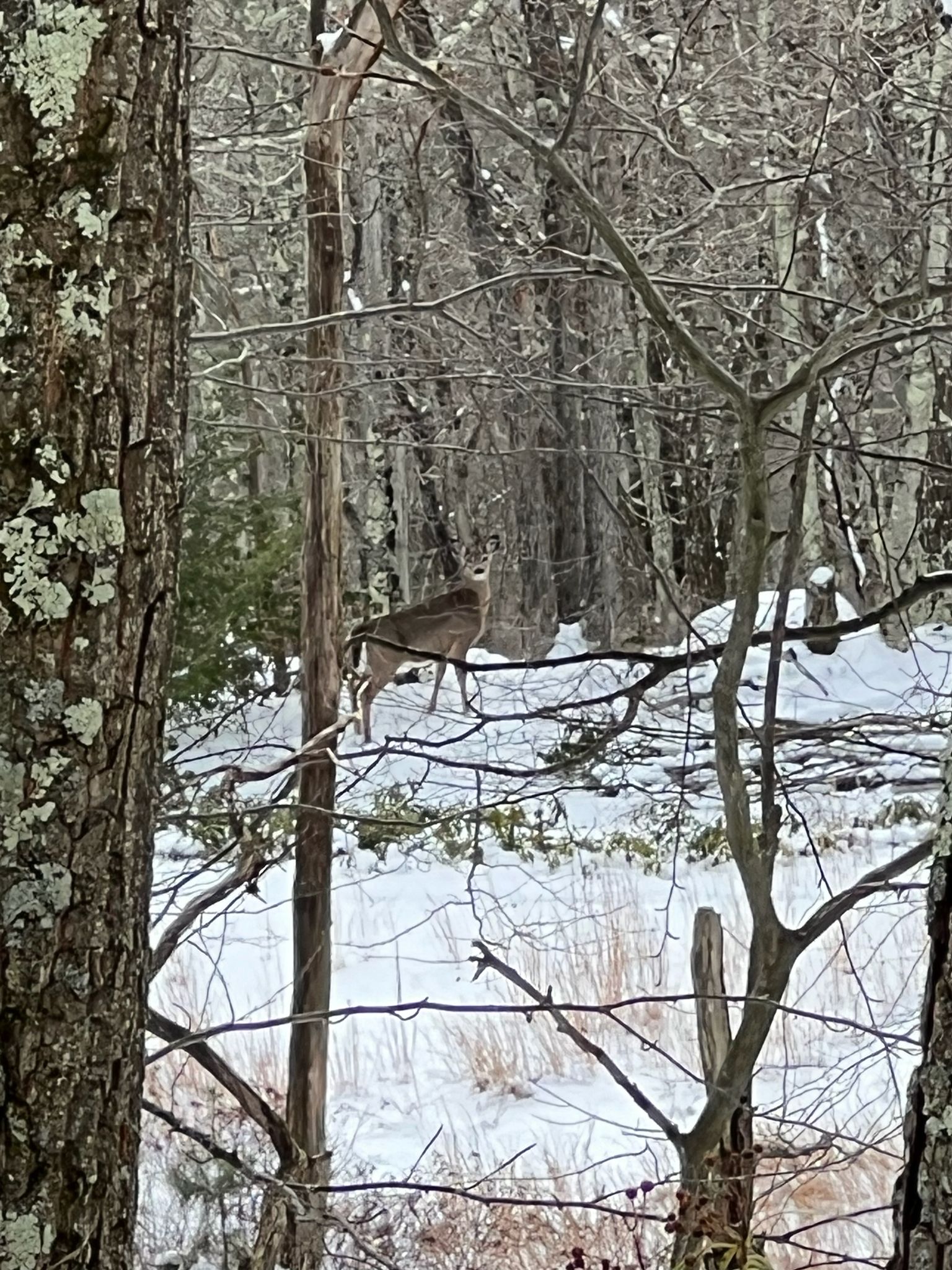 gbif image for Odocoileus virginianus
