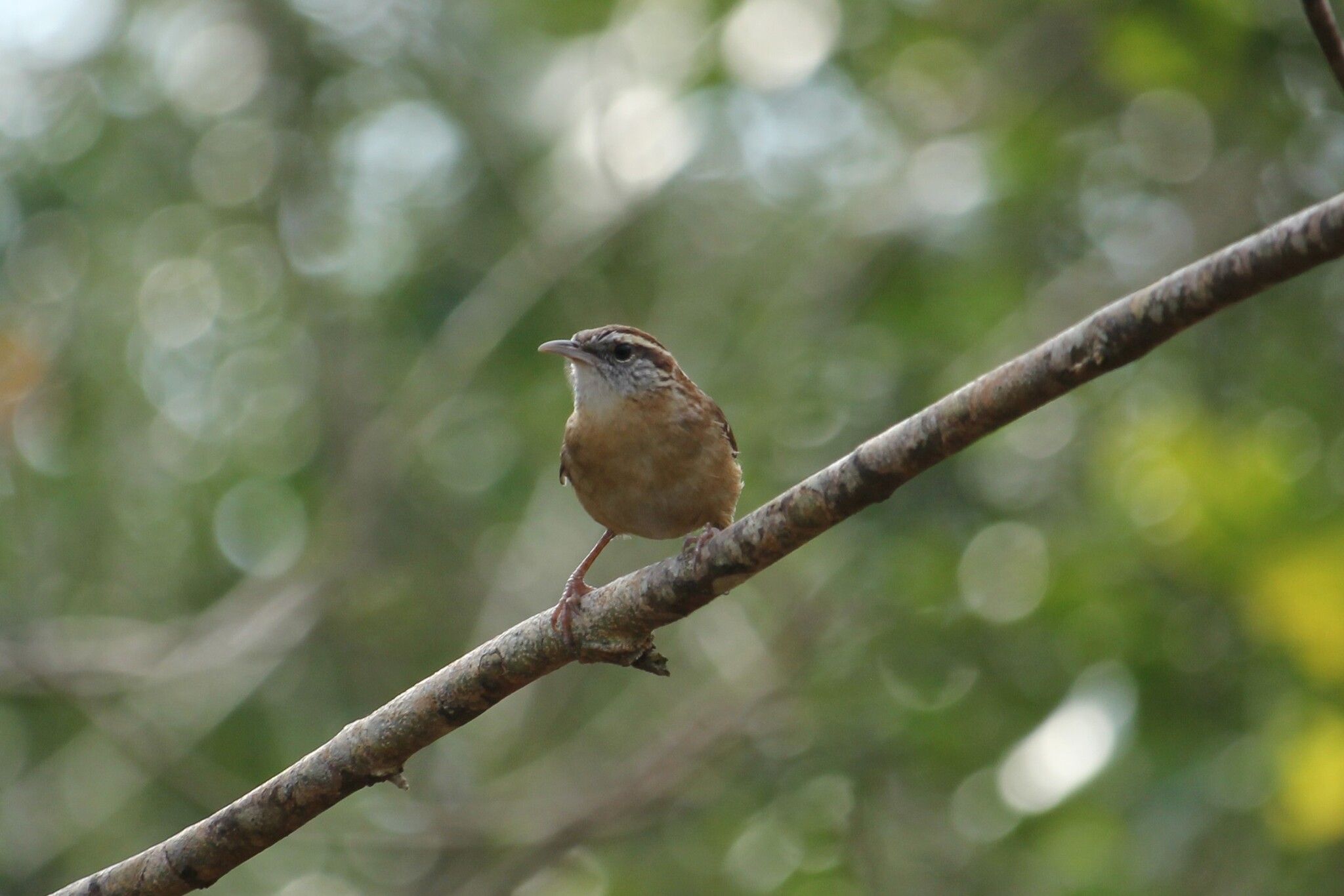 gbif image for Thryothorus ludovicianus