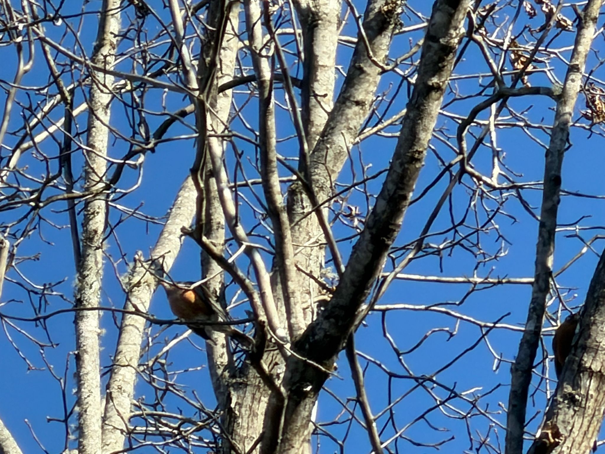 gbif image for Turdus migratorius
