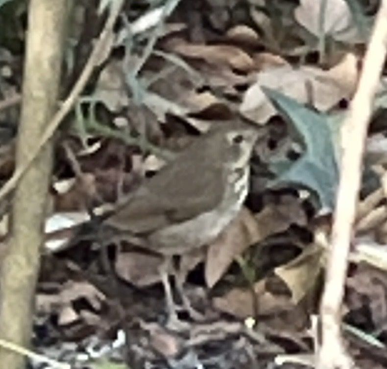 gbif image for Catharus guttata