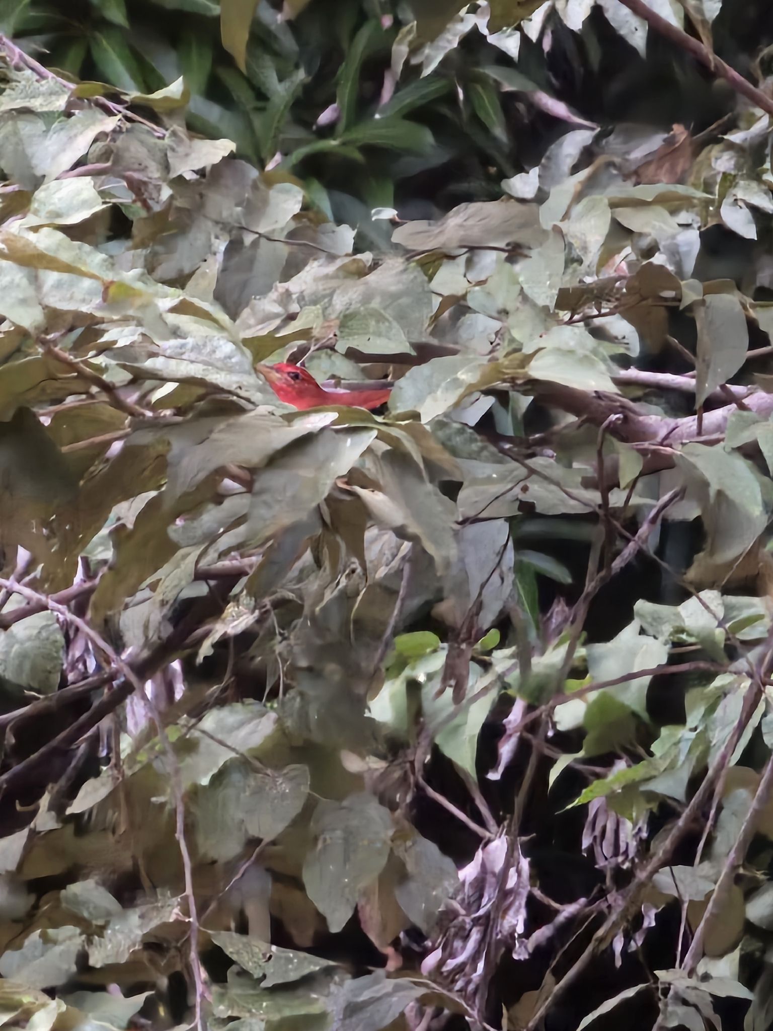 gbif image for Piranga rubra