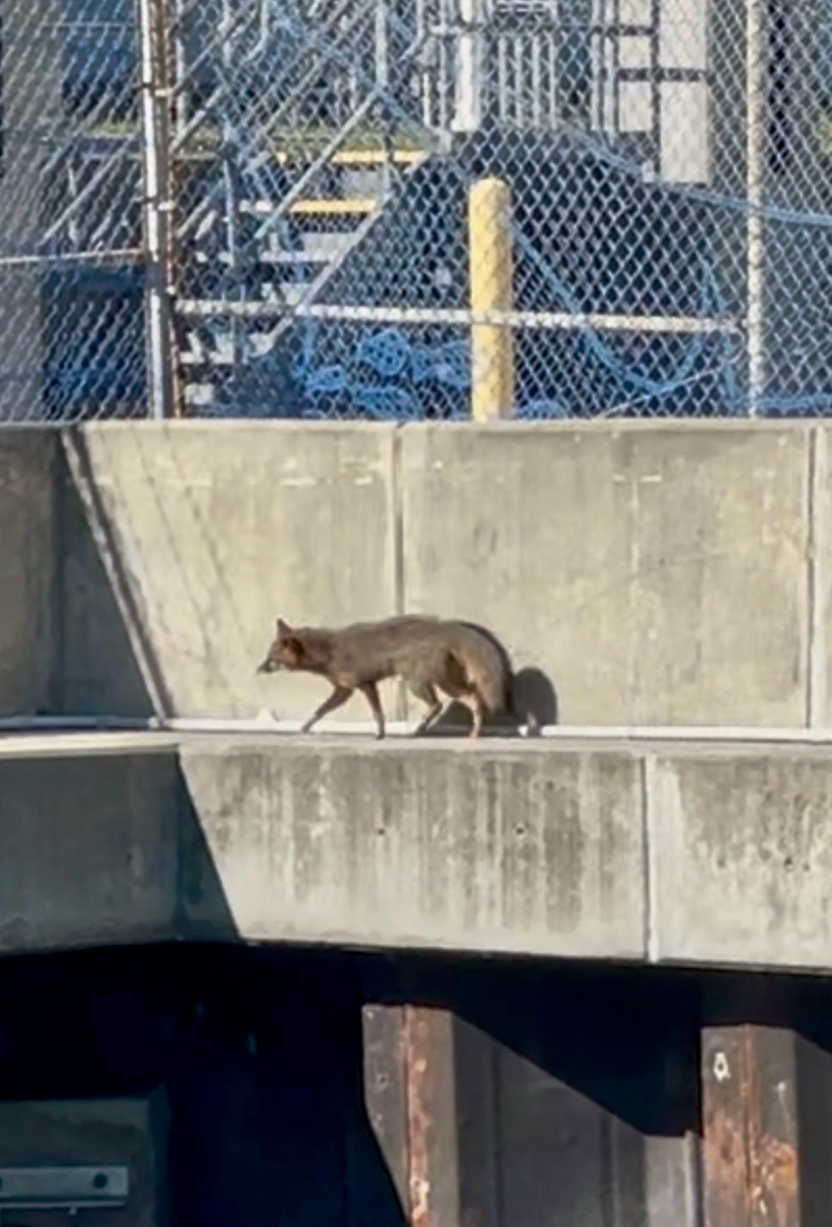 gbif image for Urocyon cinereoargenteus