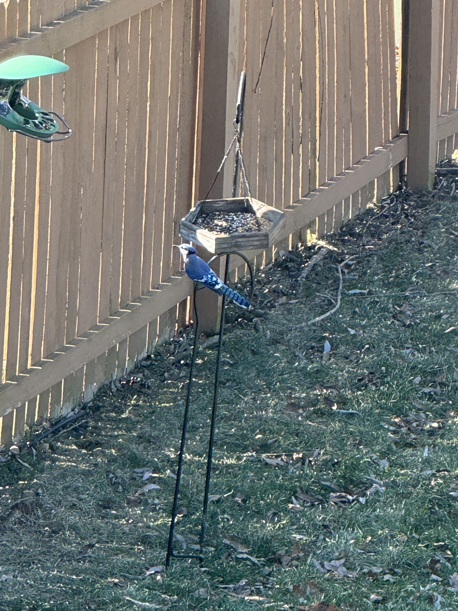 gbif image for Cyanocitta cristata