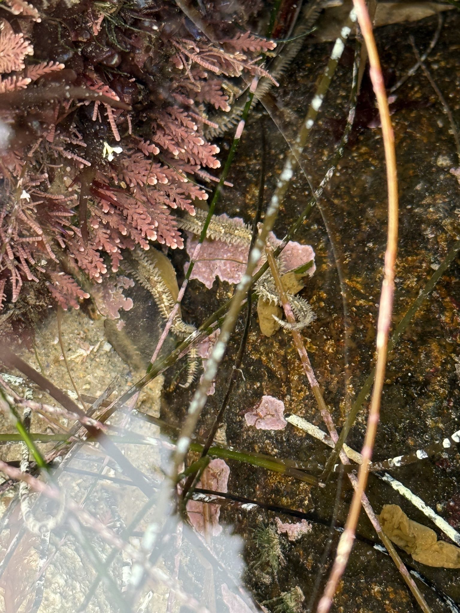 gbif image for Ophiuroidea