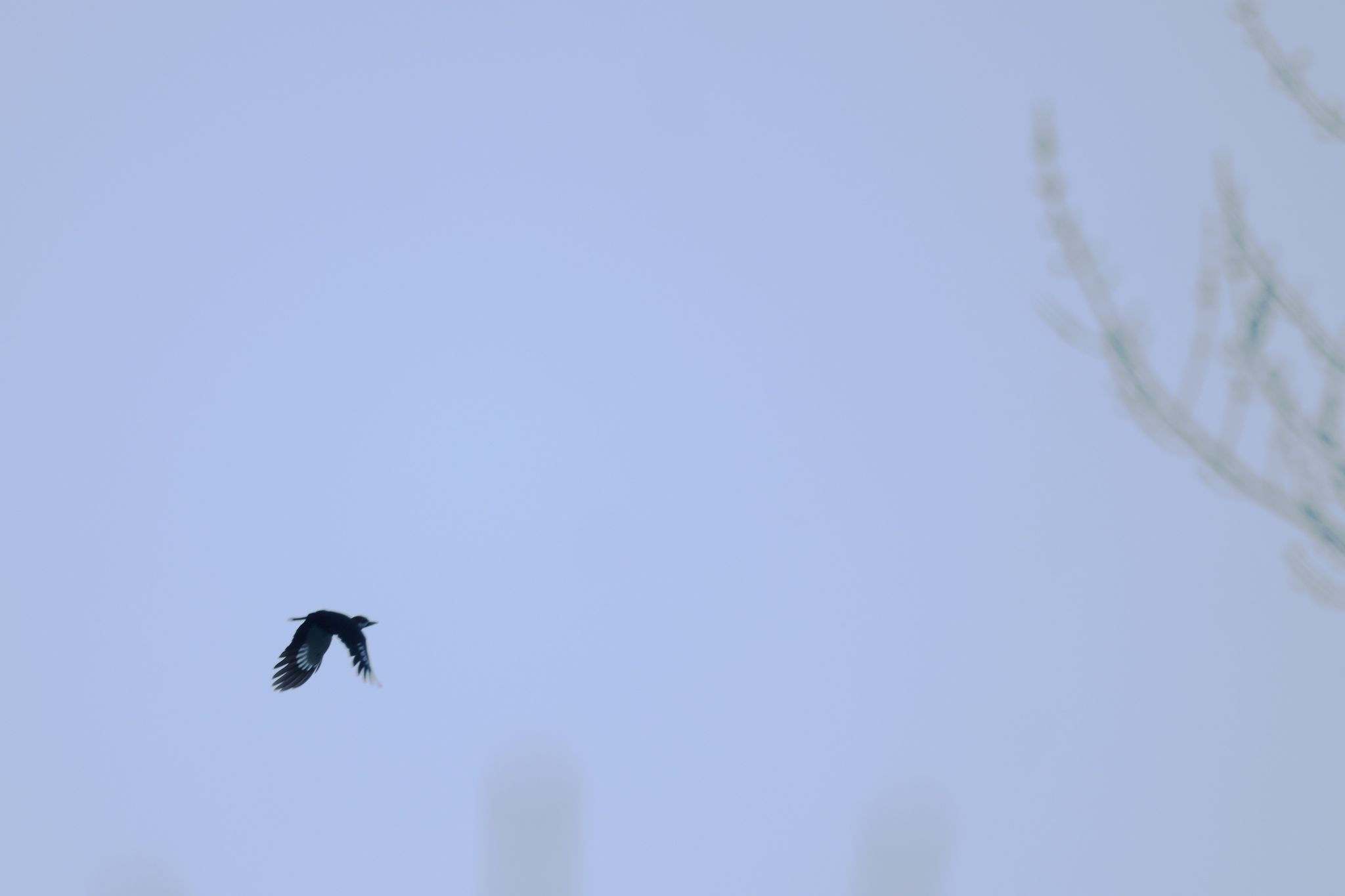 gbif image for Dryocopus pileatus