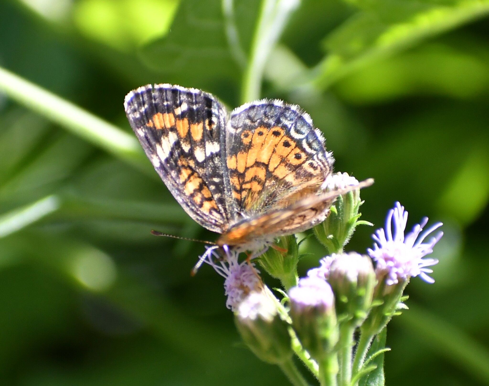 gbif image for Phyciodes phaon