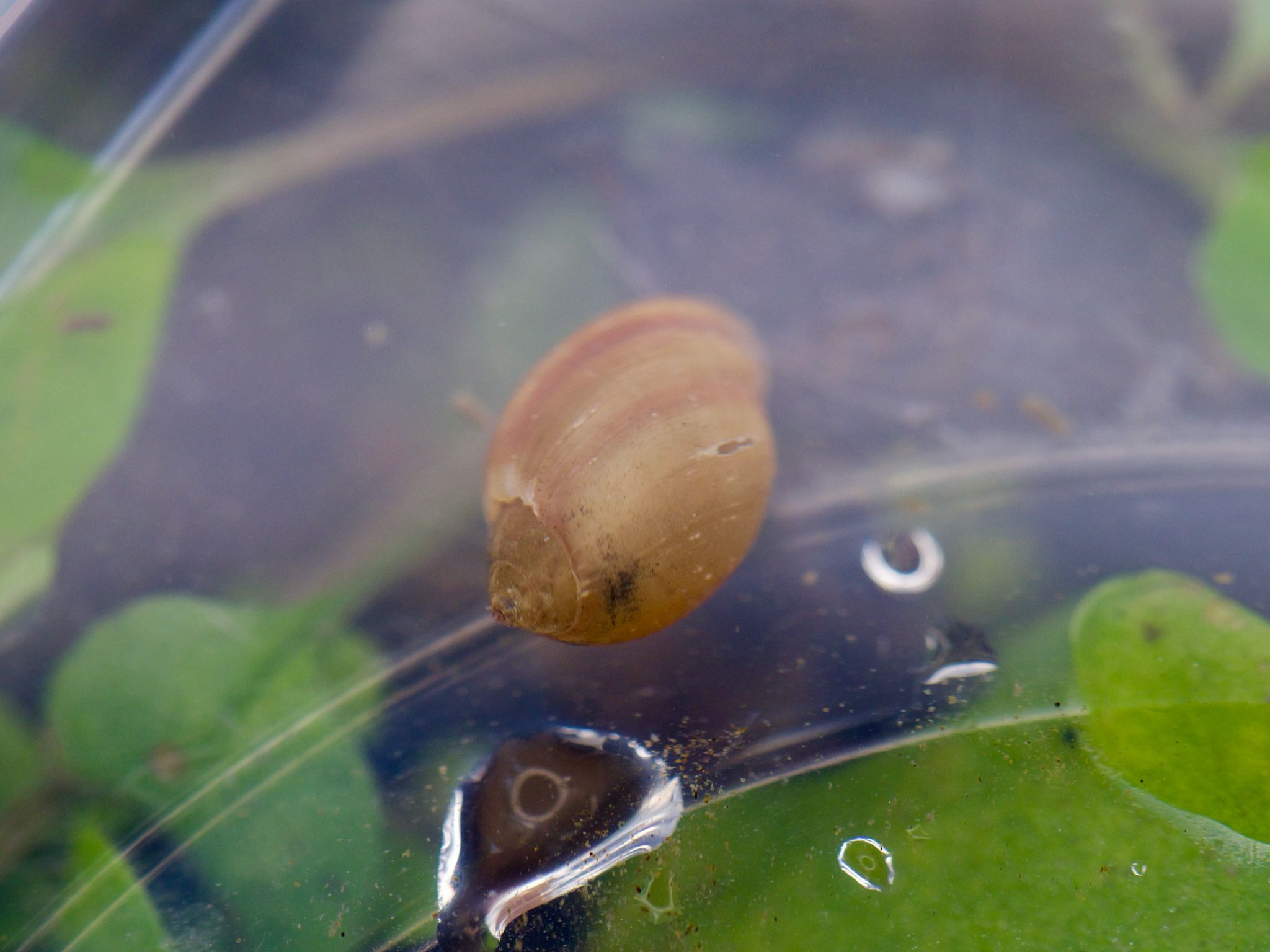 gbif image for Physa heterostropha