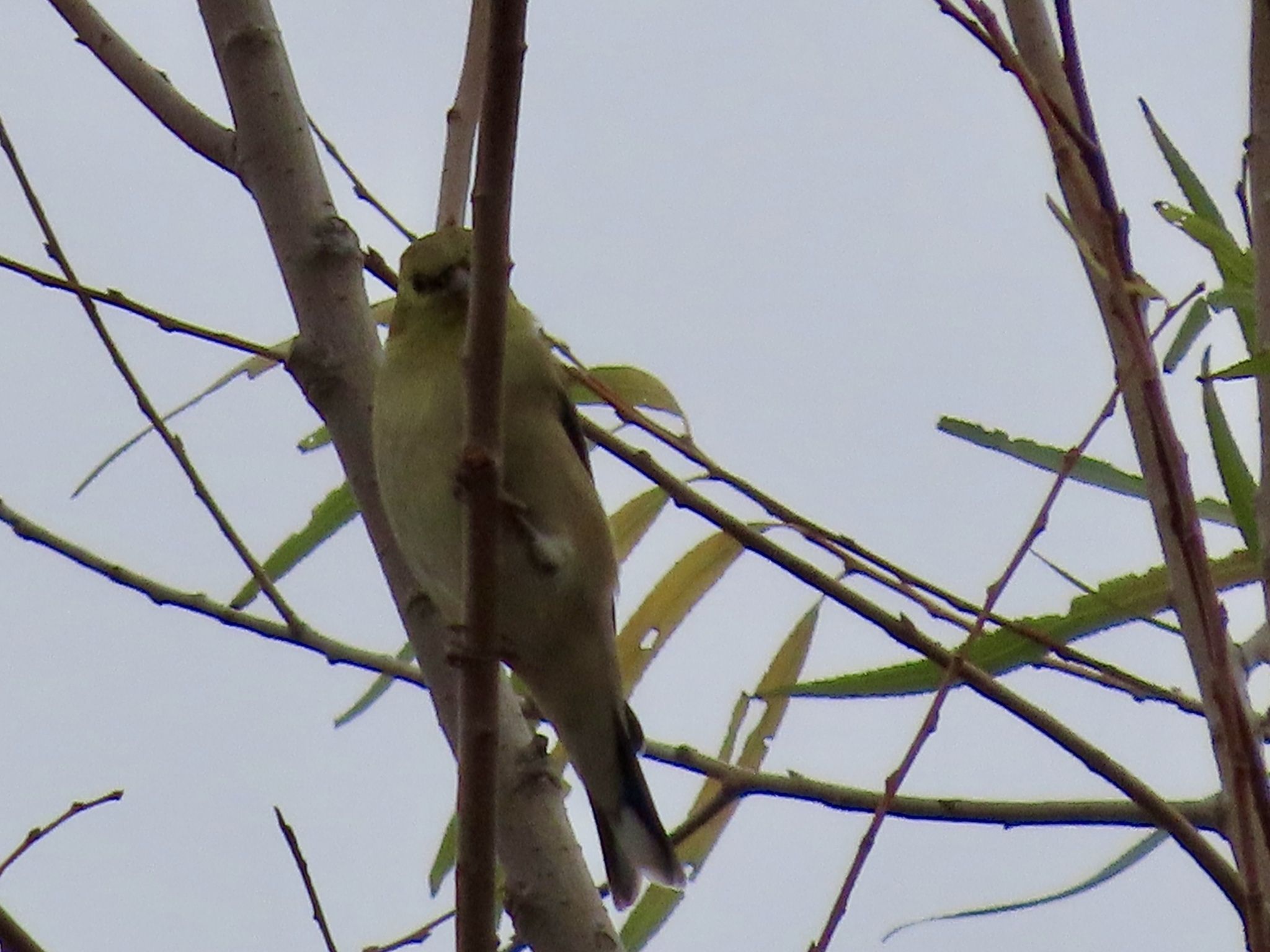 gbif image for Carduelis tristis