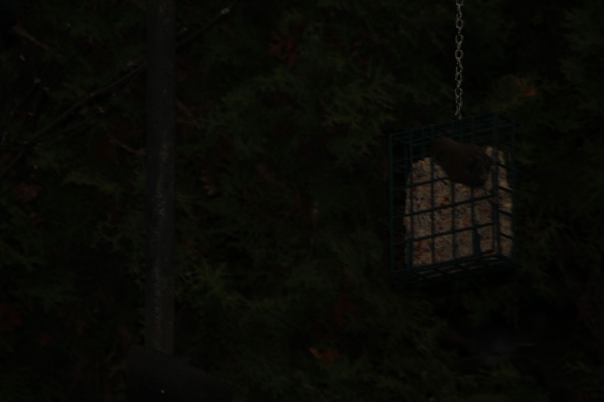 gbif image for Thryomanes bewickii