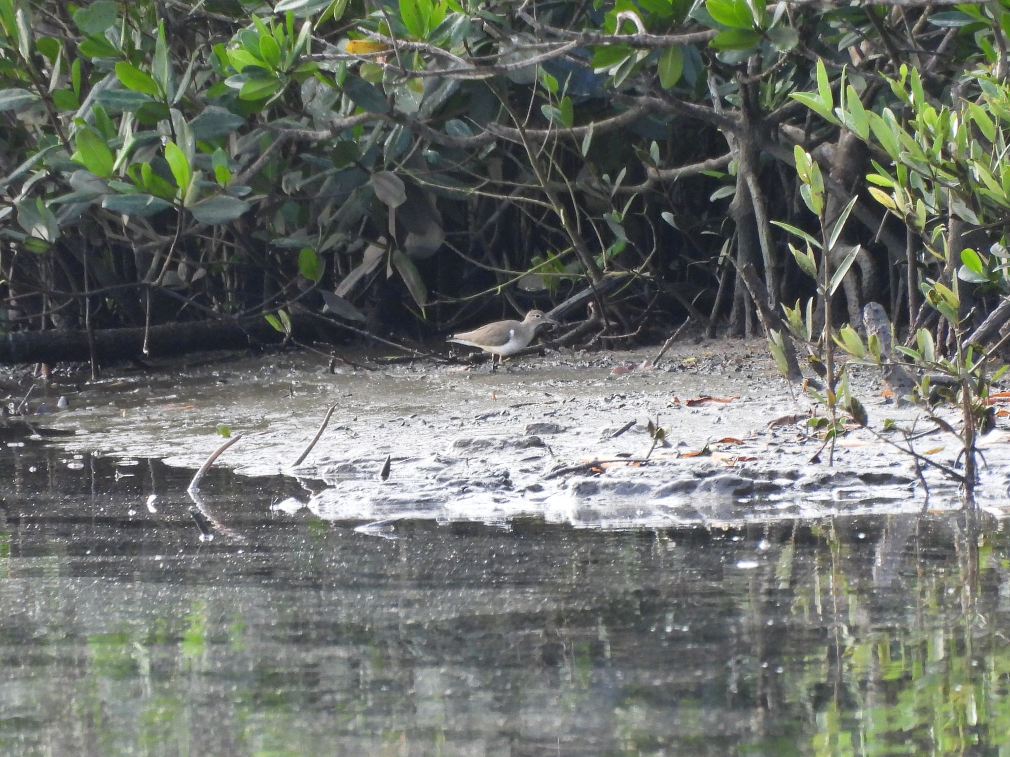 gbif image for Actitis macularia
