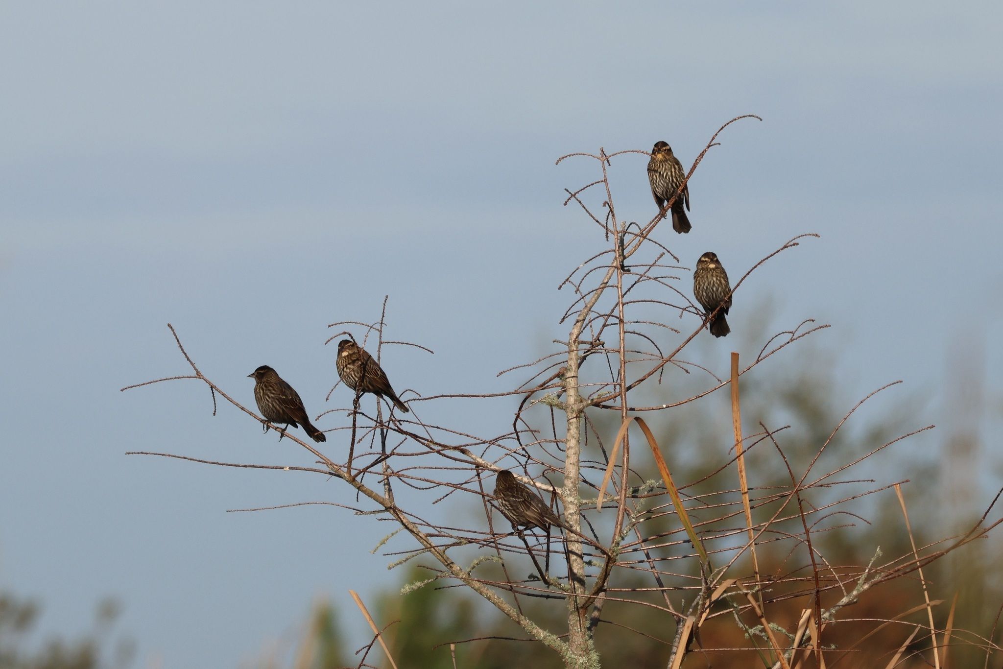 gbif image for Agelaius phoeniceus