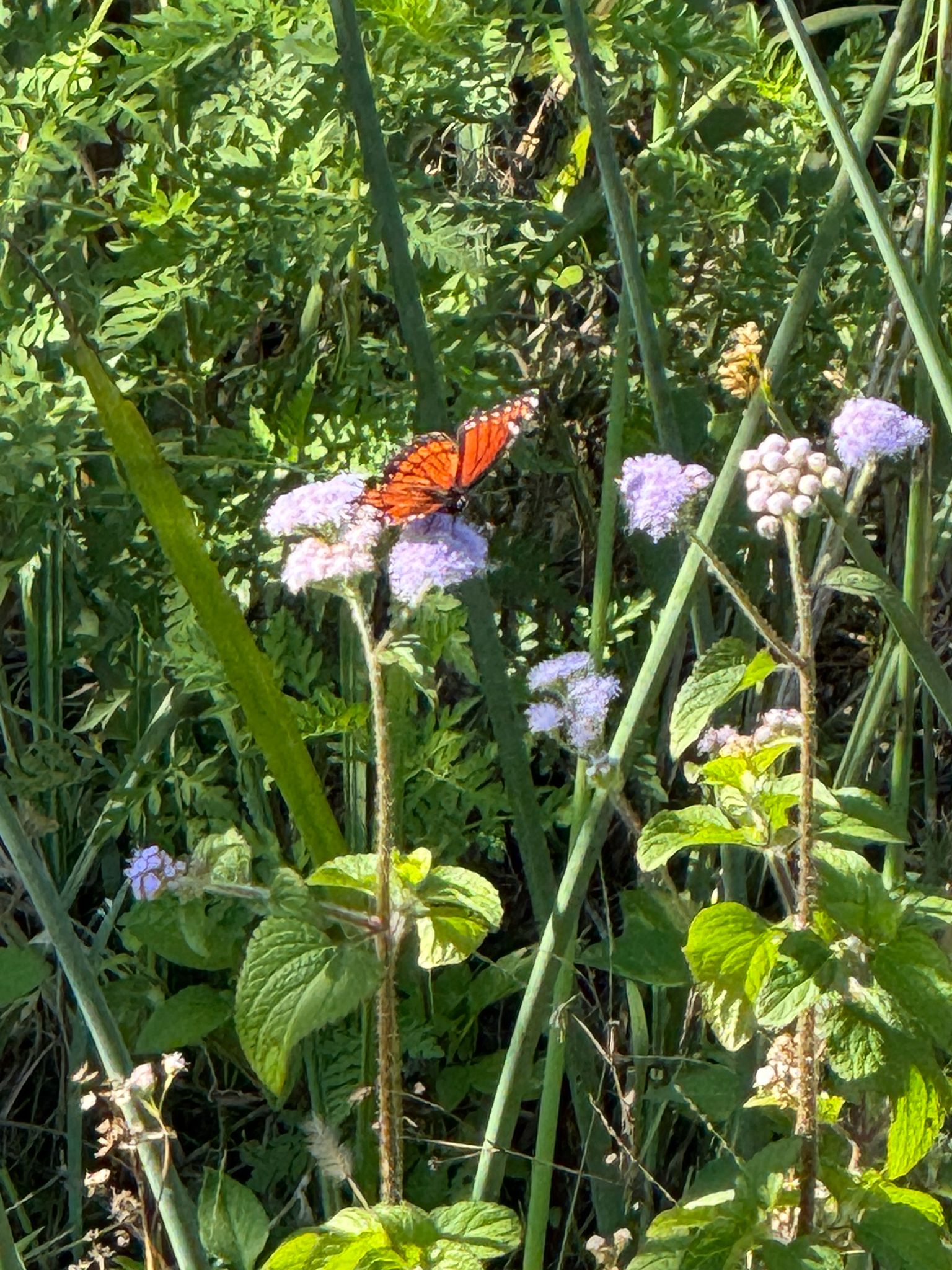 gbif image for Limenitis archippus