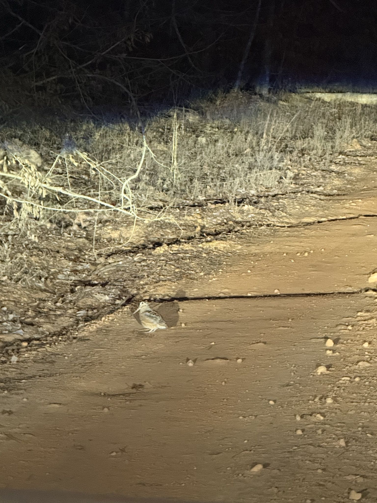 gbif image for Scolopax minor