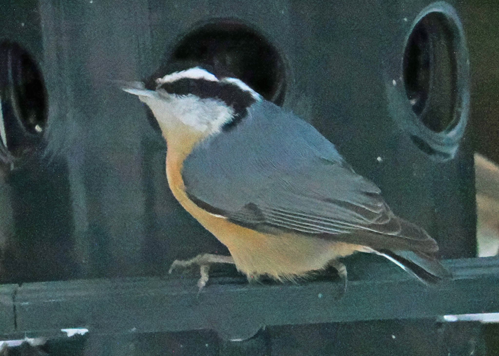 gbif image for Sitta canadensis