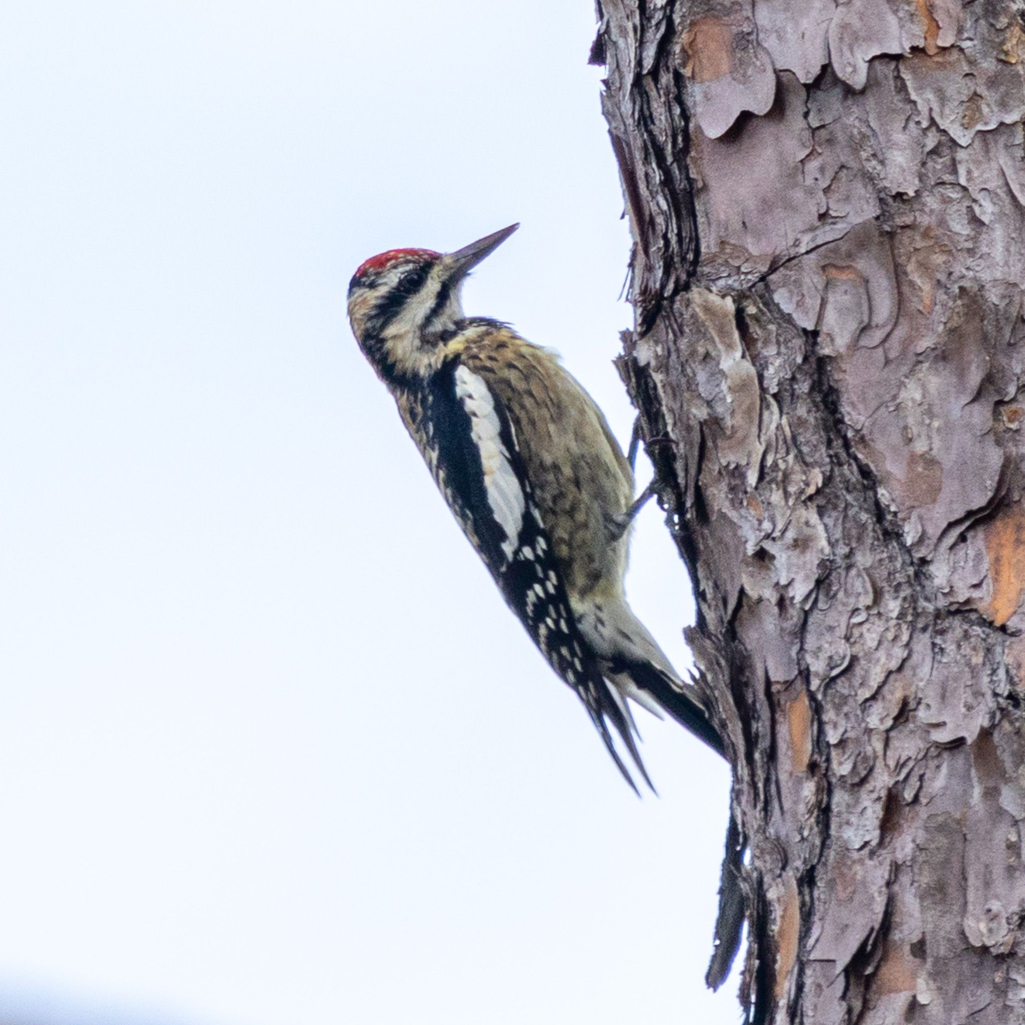 gbif image for Sphyrapicus varius