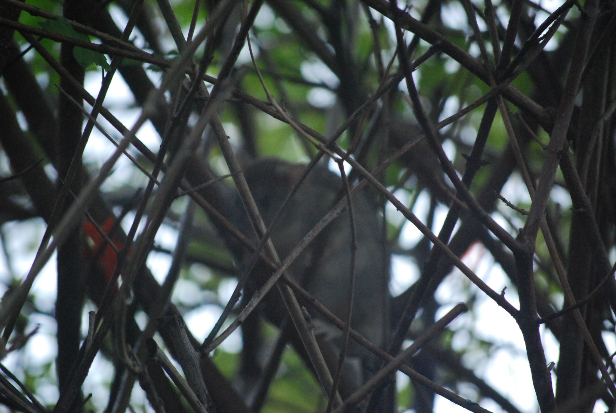 gbif image for Rattus rattus